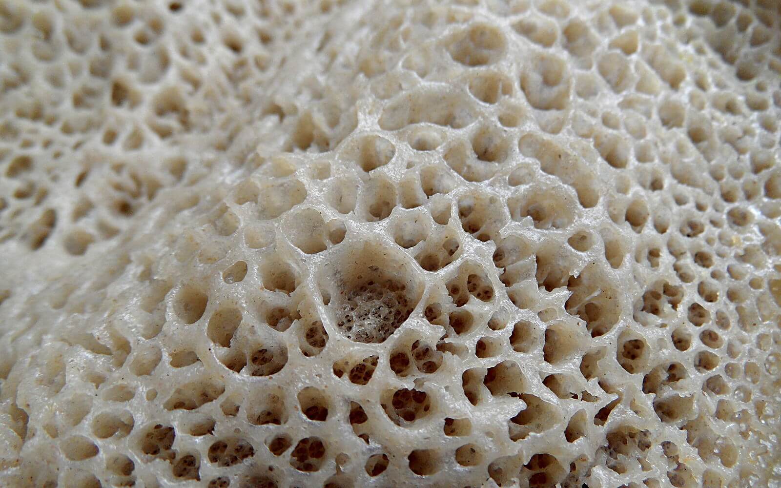 Injera sponge texture